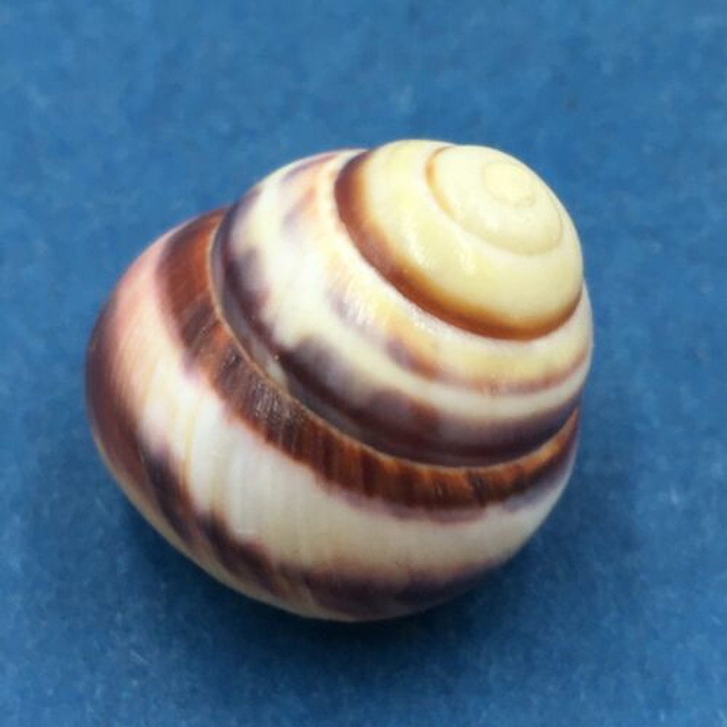 #1 Helicostyla annulata 21mm Sulu Province, Philippines, On Vegetation