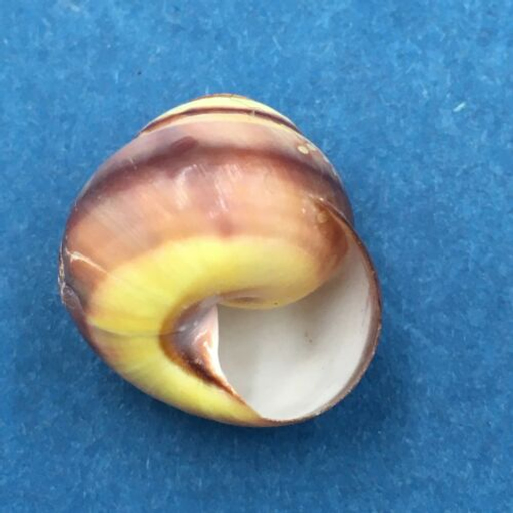 #2 Helicostyla annulata 18mm Sulu Province, Philippines, On Vegetation