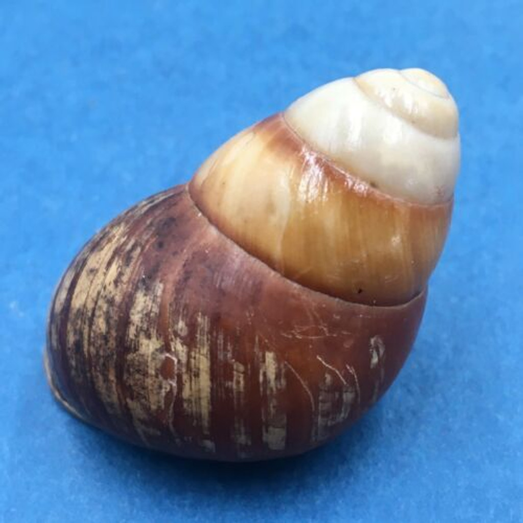 #3 Helicostyla satyrus 42mm Philippines