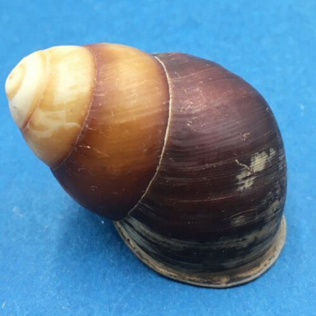 #4 Helicostyla satyrus 41mm Philippines