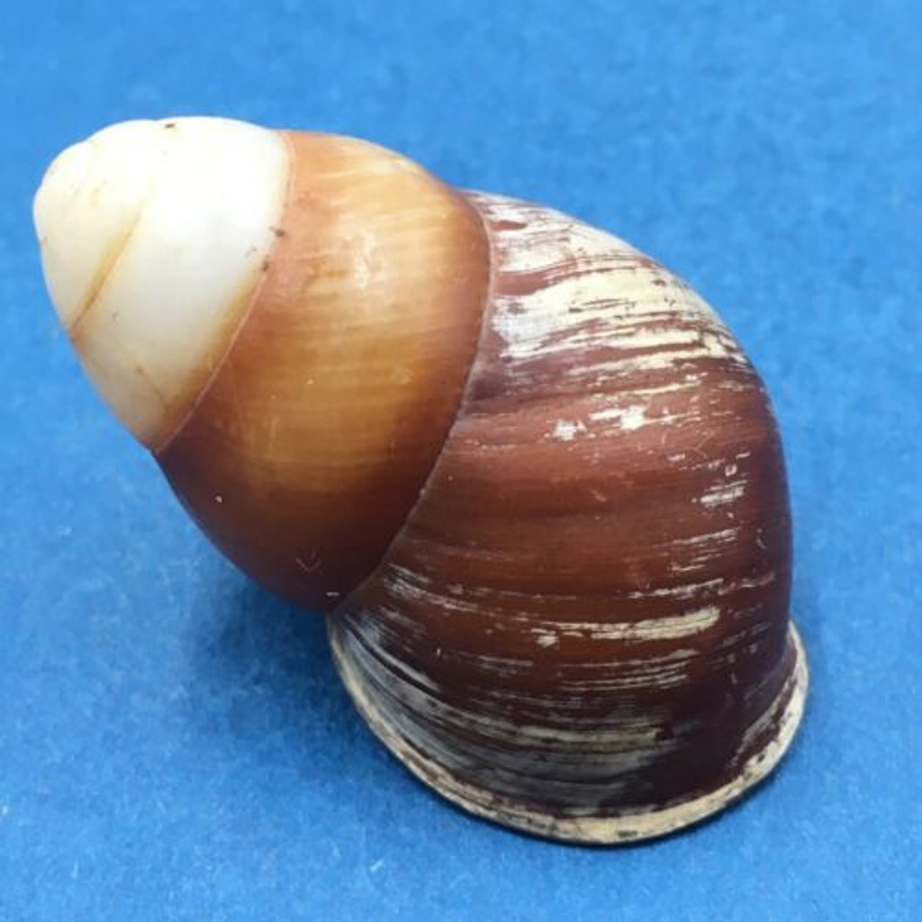 #6 Helicostyla satyrus 42mm Philippines