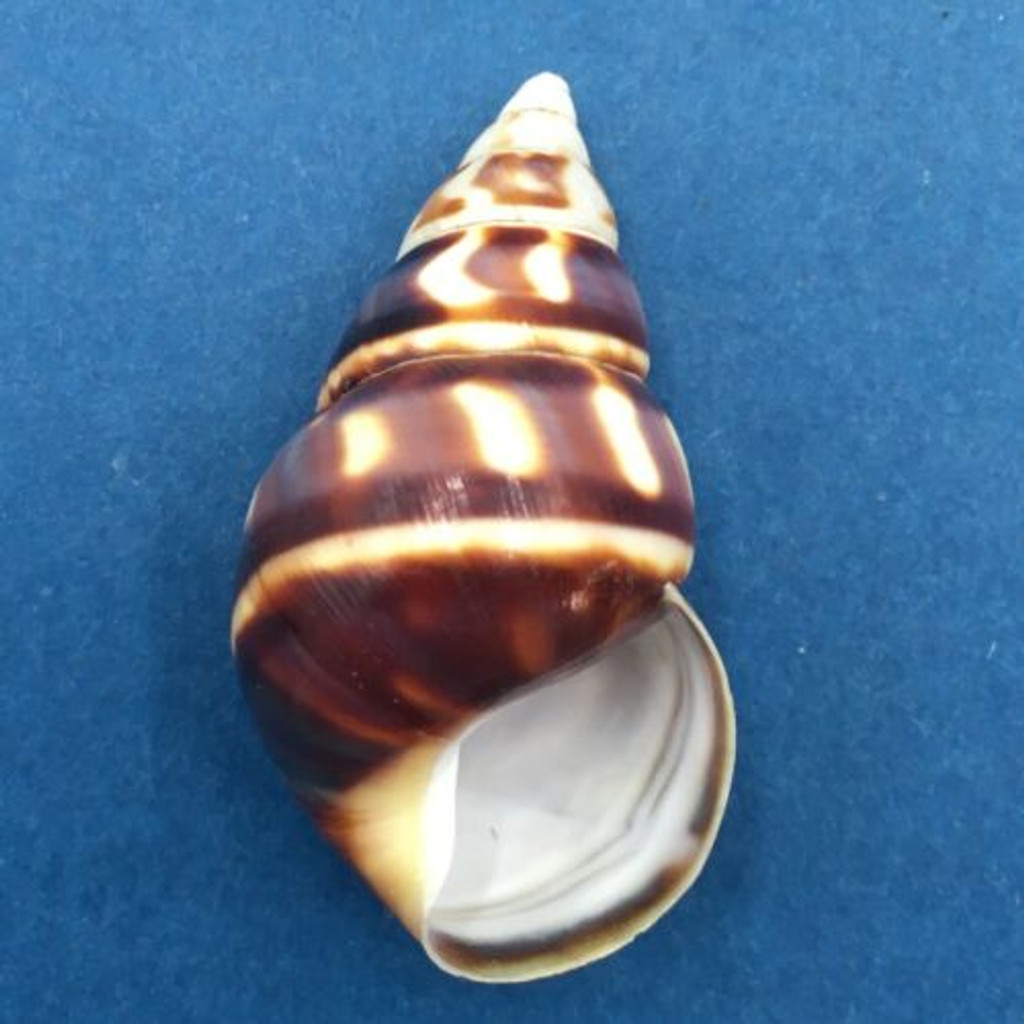 B#11 Liguus fasciatus marmoratus 46.3mm Key Vaca, Florida Keys