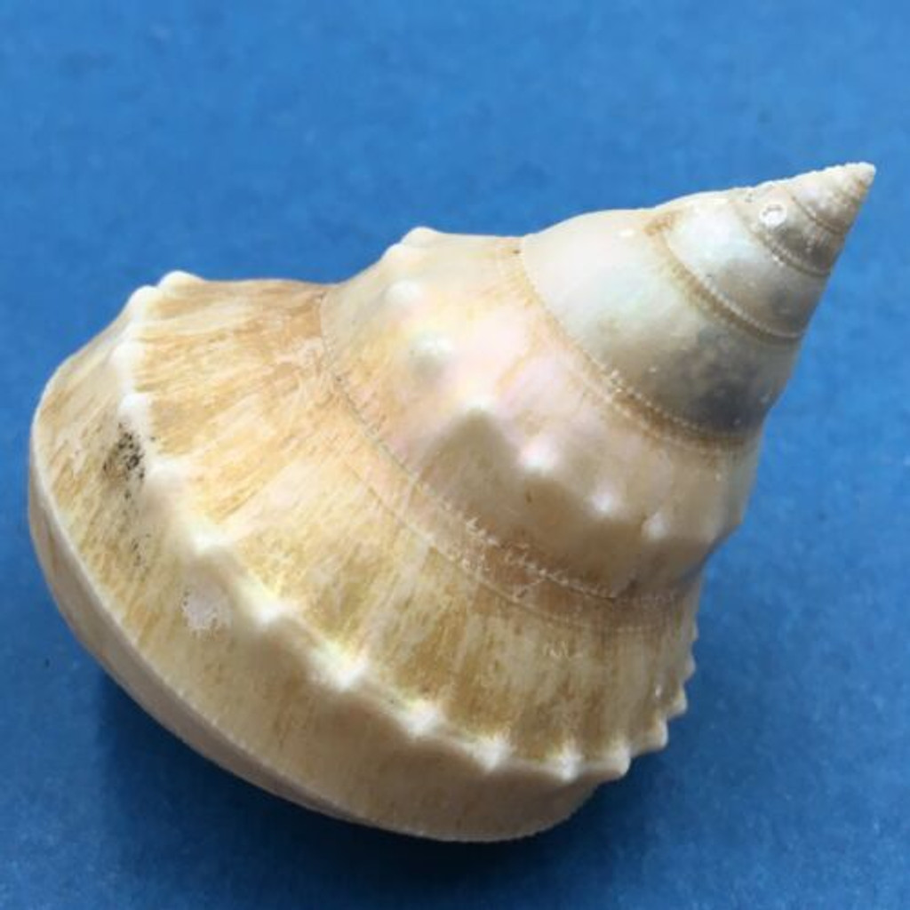 Ginebis argenteonitens 54.5mm Japan