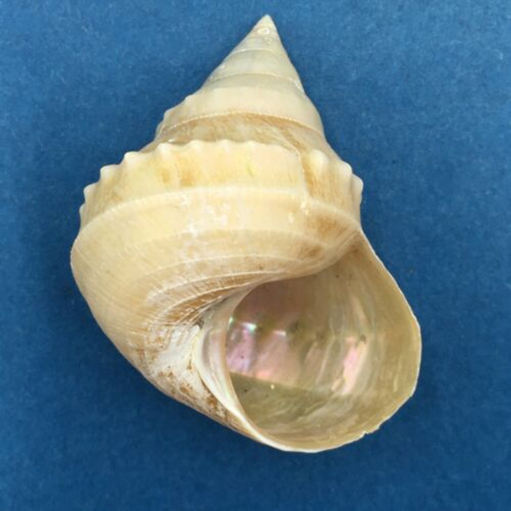 Ginebis argenteonitens 54.5mm Japan