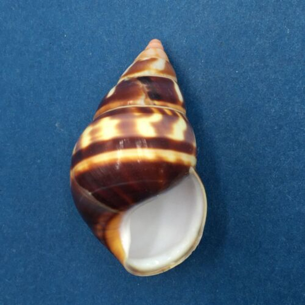 B#6 Liguus fasciatus castaneus 42.3mm Transplanted From LPK, Grown In PC 28