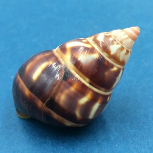 B#8 Liguus fasciatus castaneus 43.2mm Transplanted From LPK, Grown In PC 28