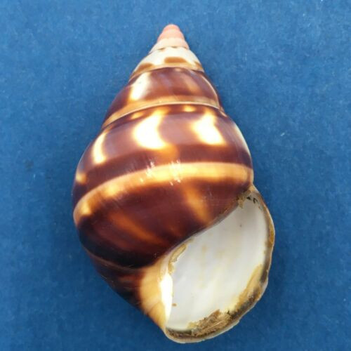 B#8 Liguus fasciatus castaneus 43.2mm Transplanted From LPK, Grown In PC 28