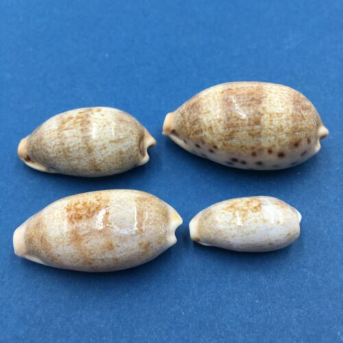 #5 Cypraea (Erronea) caurica Set x4 25-42mm 3 W/Data Mindanao Philippines Trawled