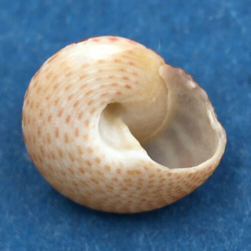 #2 Clanculus miniatus 9.5mm East London, South Africa