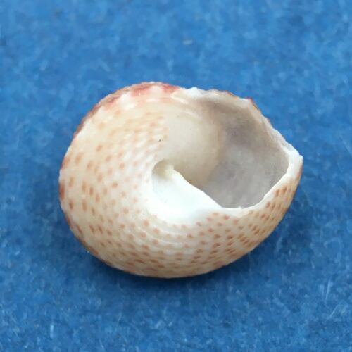 #4 Clanculus miniatus 7.8mm East London, South Africa