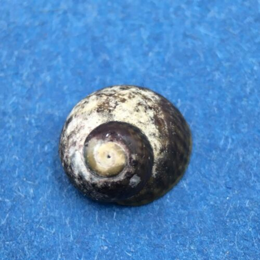 #2 Diloma coracinum 7.1mm W/O Muriwai, Auckland, New Zealand