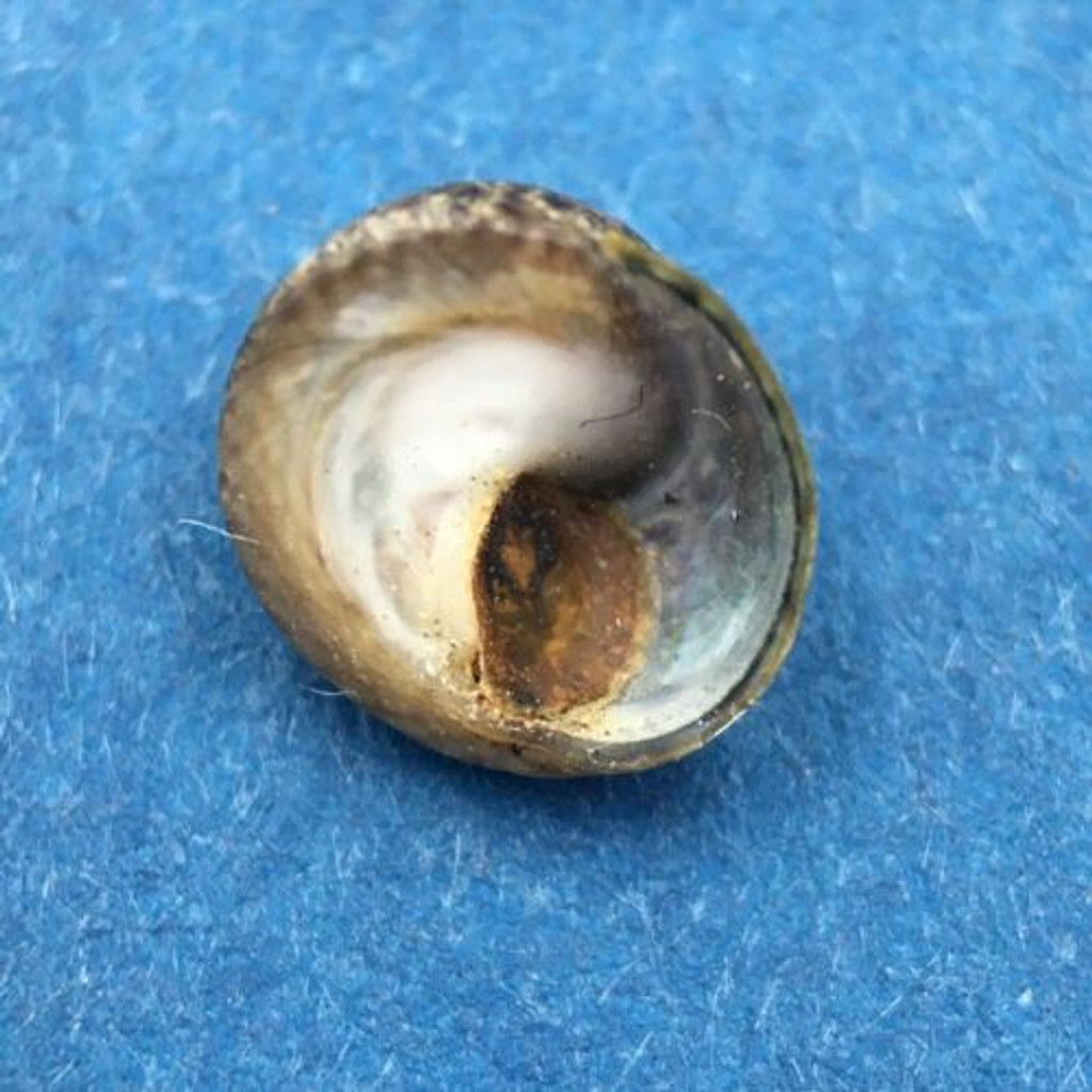 #2 Diloma coracinum 7.1mm W/O Muriwai, Auckland, New Zealand