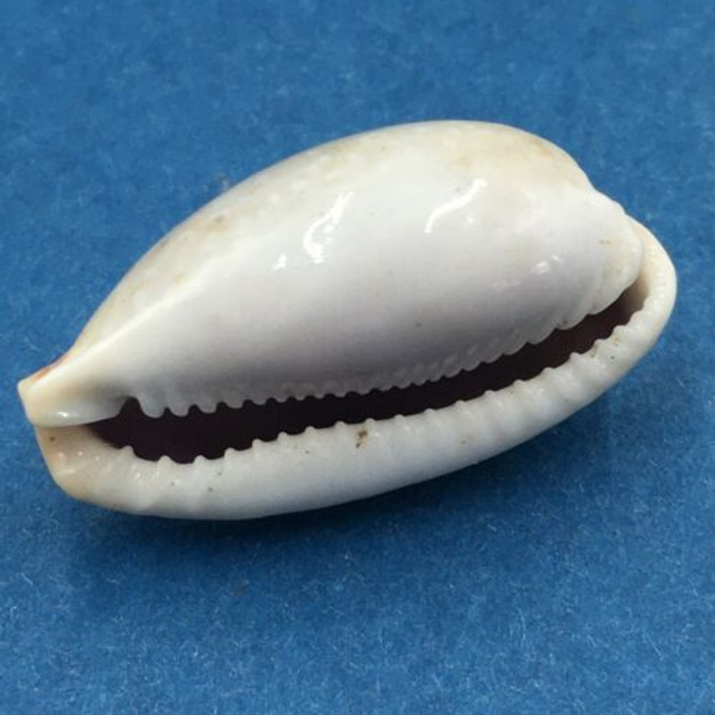 #9 25.5mm Cypraea (Naria) Boivinii Netted, Negros Island, Philippines