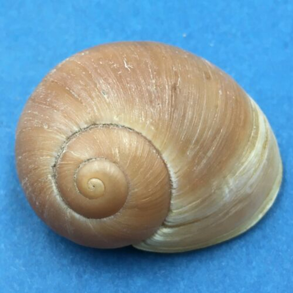 #1 Helicophanta petiti 40.7mm Tulear, Madagascar 1995 Acavidae Land Snail