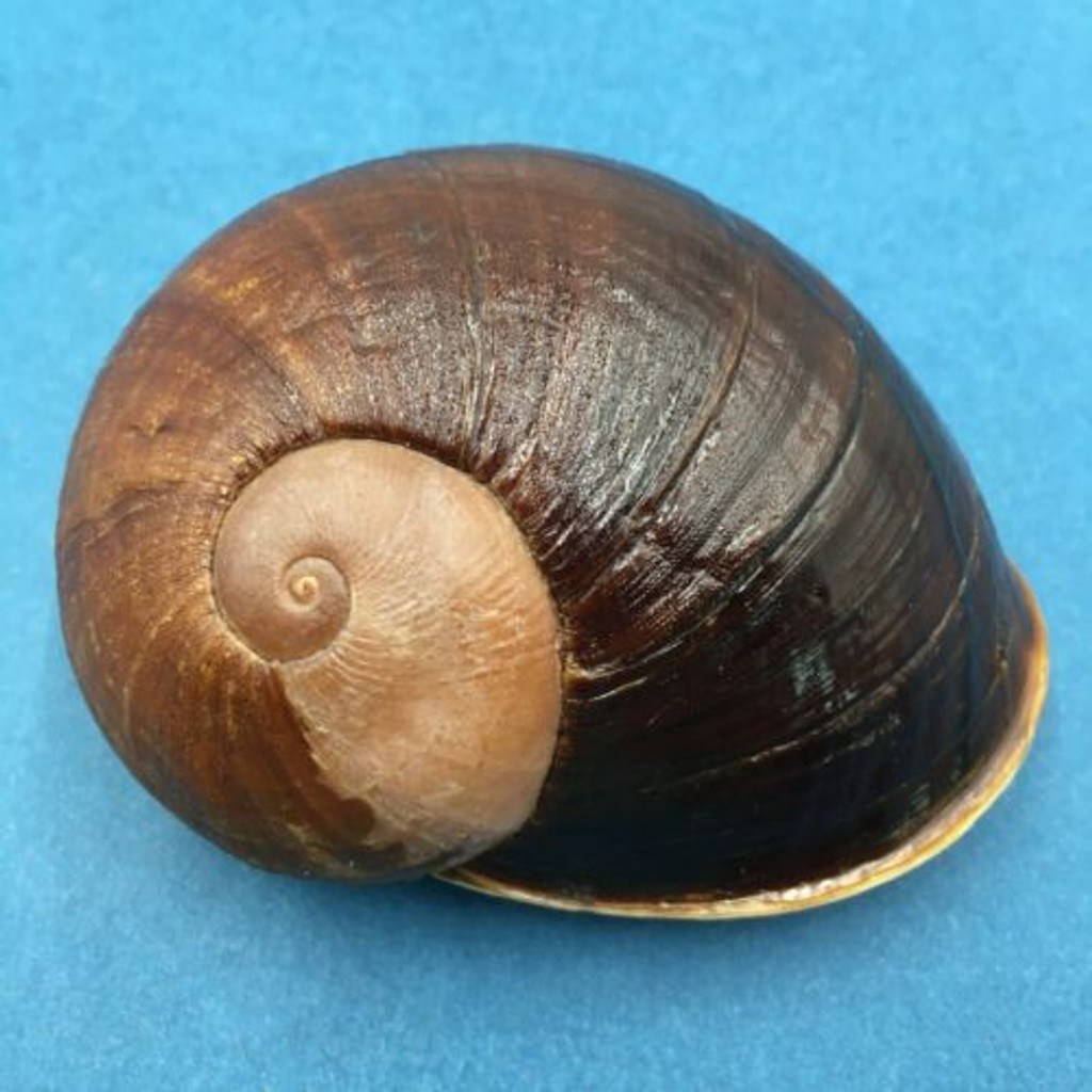 #2 Helicophanta ibaraoensis 79.4mm Perinet, Madagascar 1999 Acavidae Land Snail
