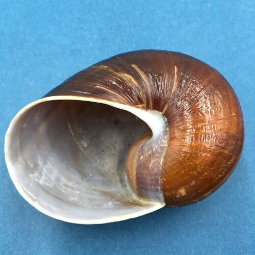 #2 Helicophanta ibaraoensis 79.4mm Perinet, Madagascar 1999 Acavidae Land Snail