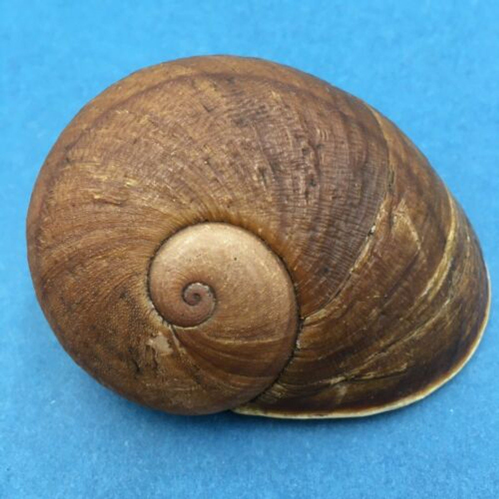 #3 Helicophanta bicingulata 69.4mm Farafanga Madagascar 1998 Acavidae Land Snail