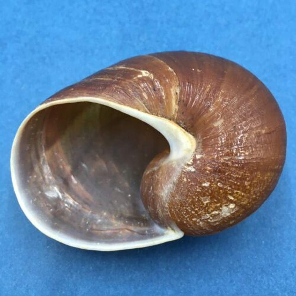 #3 Helicophanta bicingulata 69.4mm Farafanga Madagascar 1998 Acavidae Land Snail