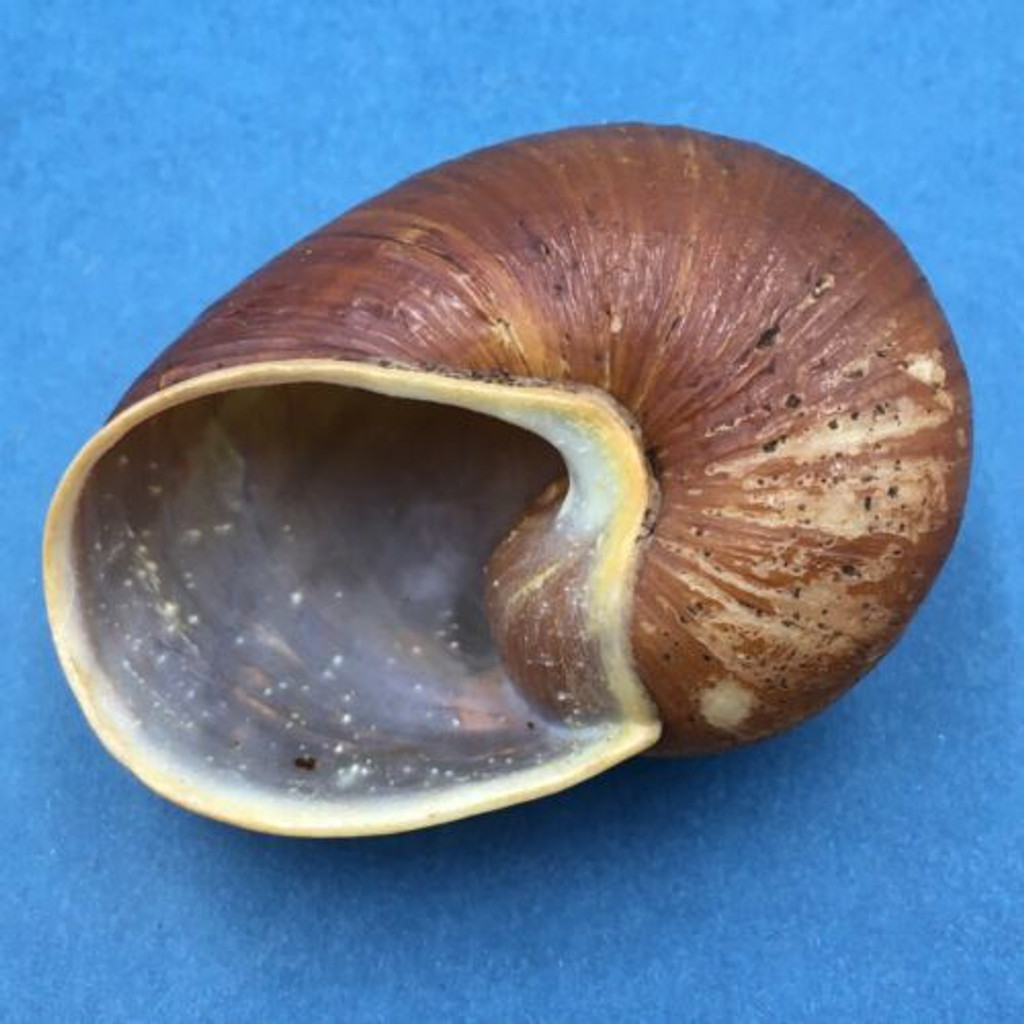 #4 Helicophanta bicingulata 69.8mm Farafanga Madagascar 1998 Acavidae Land Snail