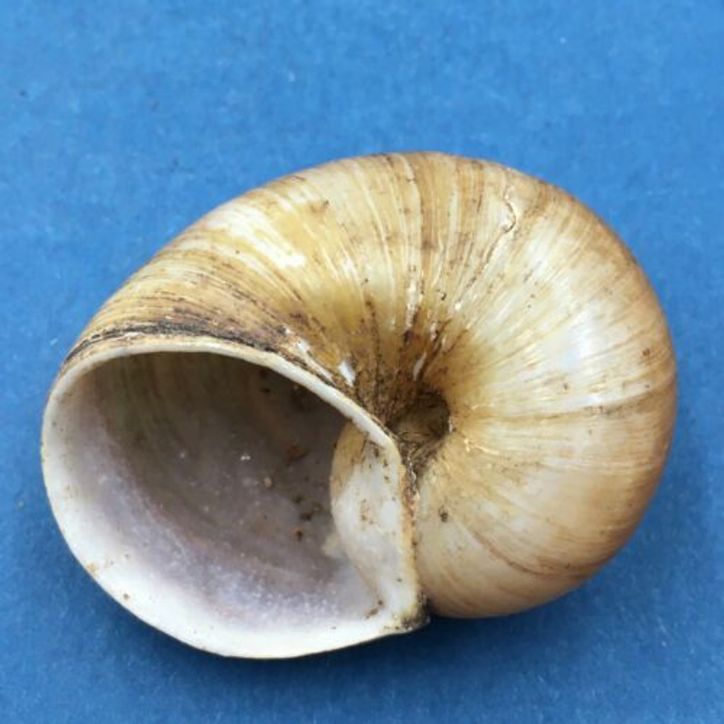 #4 Helicophanta geayi 43.6mm Madagascar 1995 Acavidae Land Snail