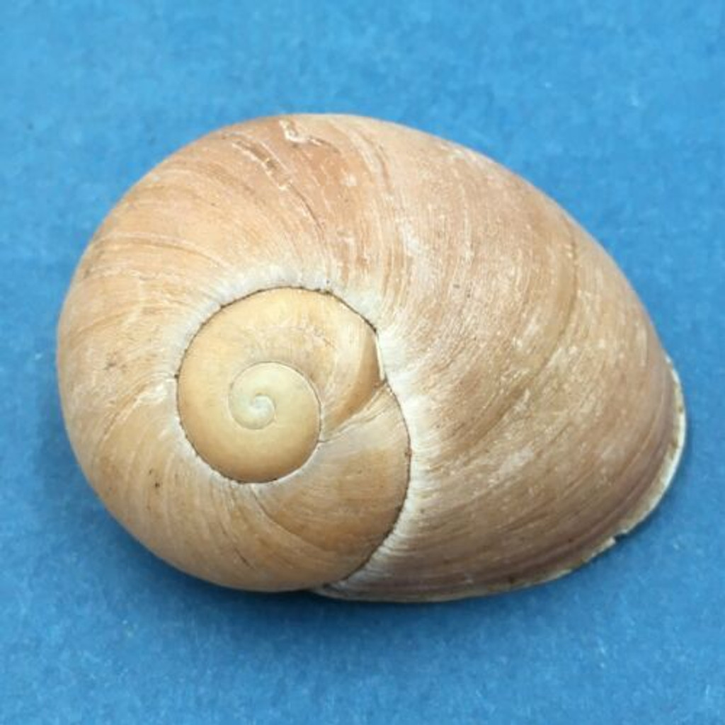#5 Helicophanta geayi 48.8mm Madagascar 1995 Acavidae Land Snail
