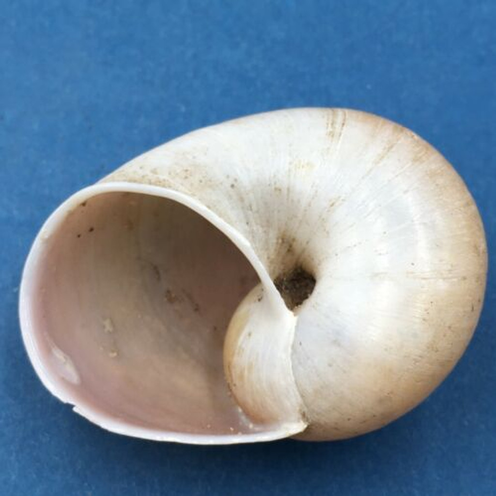 #5 Helicophanta geayi 48.8mm Madagascar 1995 Acavidae Land Snail