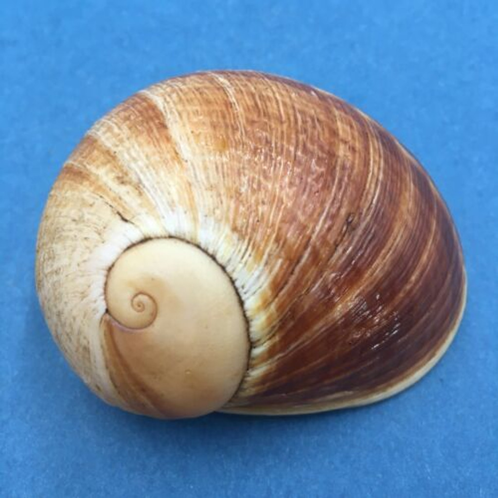 #4 Helicophanta vesicalis 68.7mm Madagascar 1990 Acavidae Land Snail