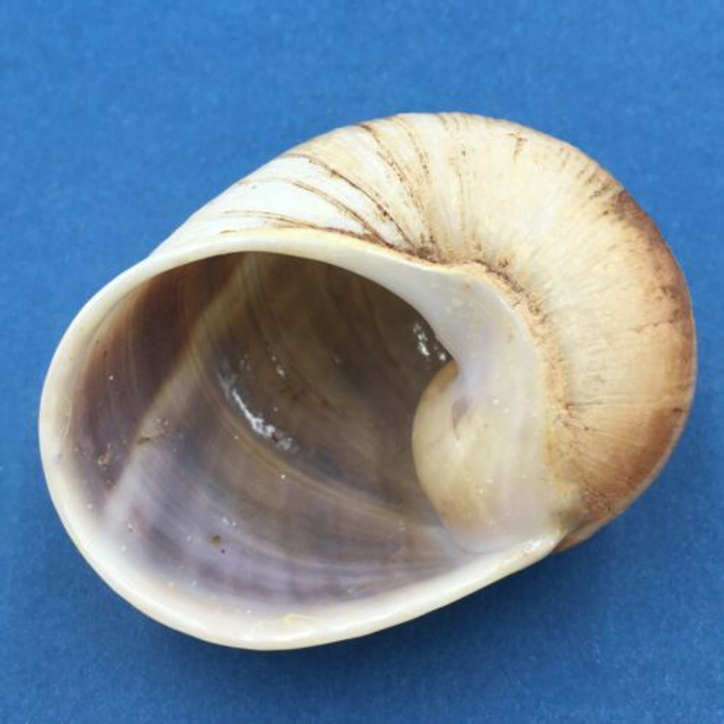 #9 Helicophanta vesicalis 69.1mm Madagascar 1990 Acavidae Land Snail