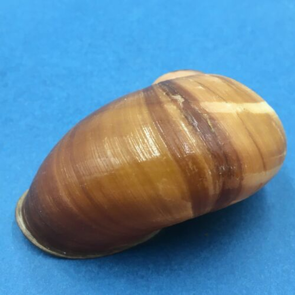 #2 Helicophanta souverbiana 71.4mm Farafangaha, Madagascar 1999 Acavidae