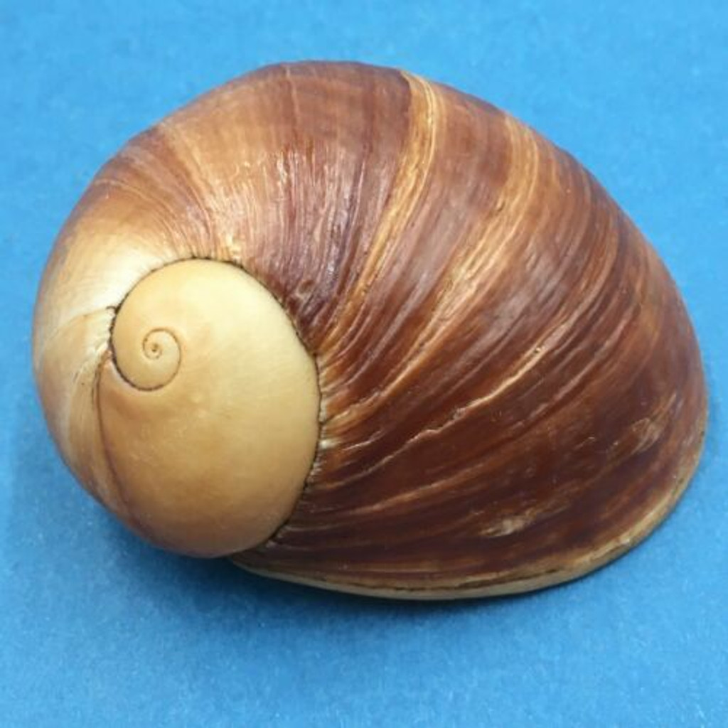 #1 Helicophanta gloriosa 63.8mm Madagascar, 1995 Acavidae Land Snail