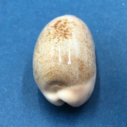 #6 Cypraea caurica 39.2mm Netted, Negros Island, Philippines
