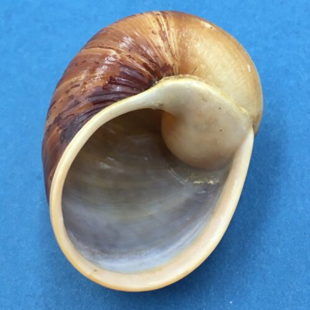#5 Helicophanta gloriosa 67.3mm Madagascar, 1995 Acavidae Land Snail