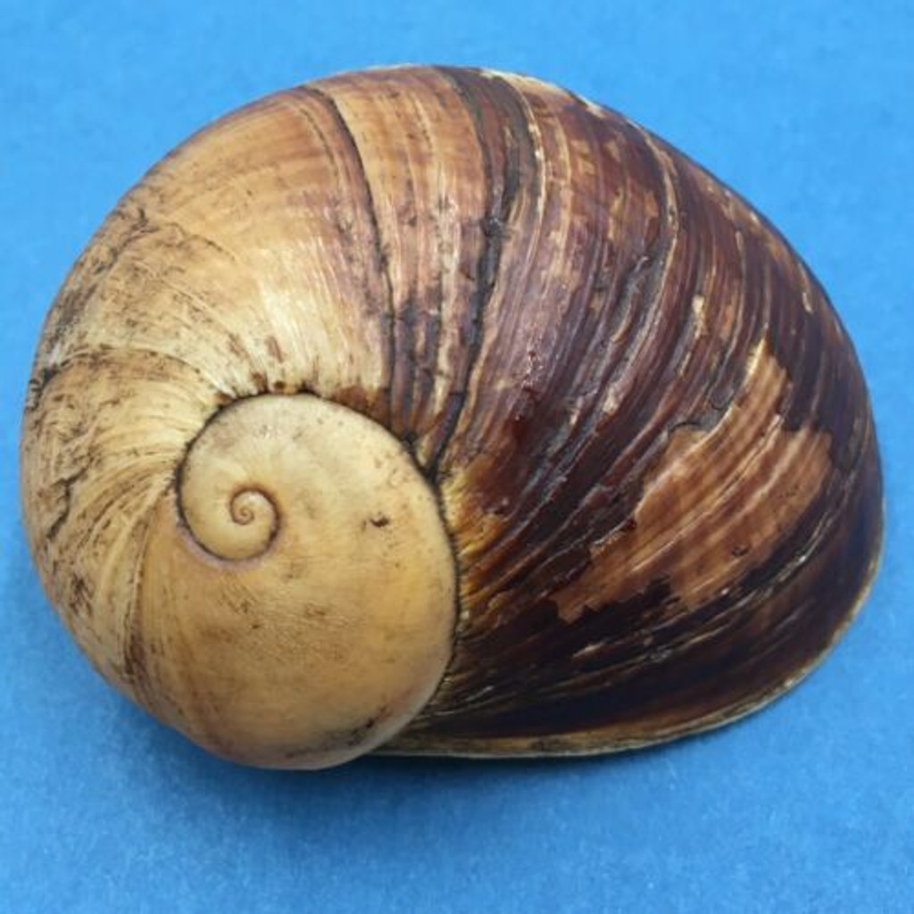 #6 Helicophanta gloriosa 69.4mm Madagascar, 1995 Acavidae Land Snail