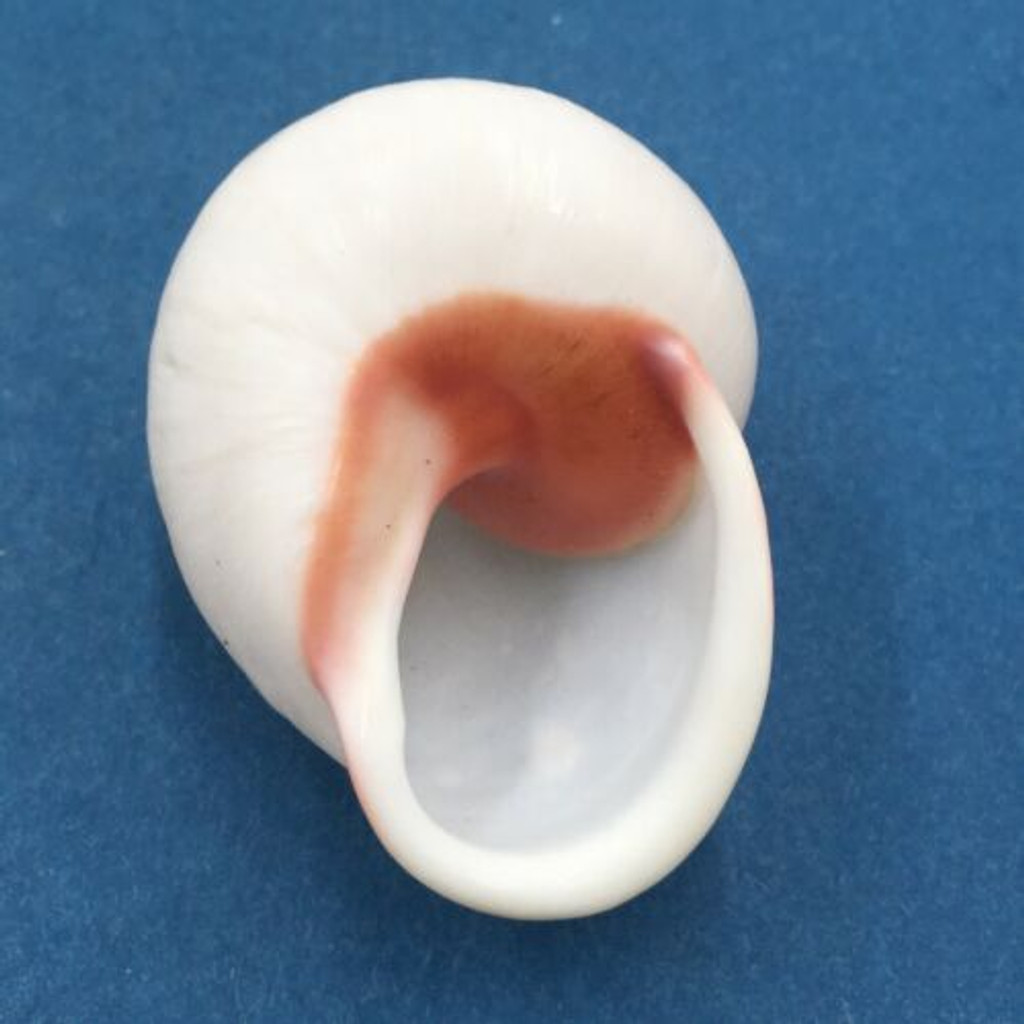 #10 Acavus haemastoma ALBINO 40.8mm Sri Lanka Acavidae Land Snail