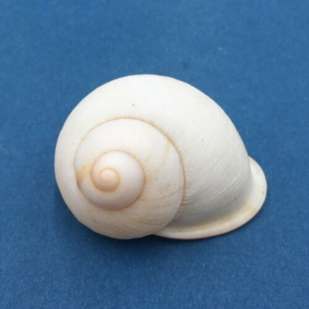 #12 Acavus haemastoma ALBINO 46.3mm Sri Lanka Acavidae Land Snail