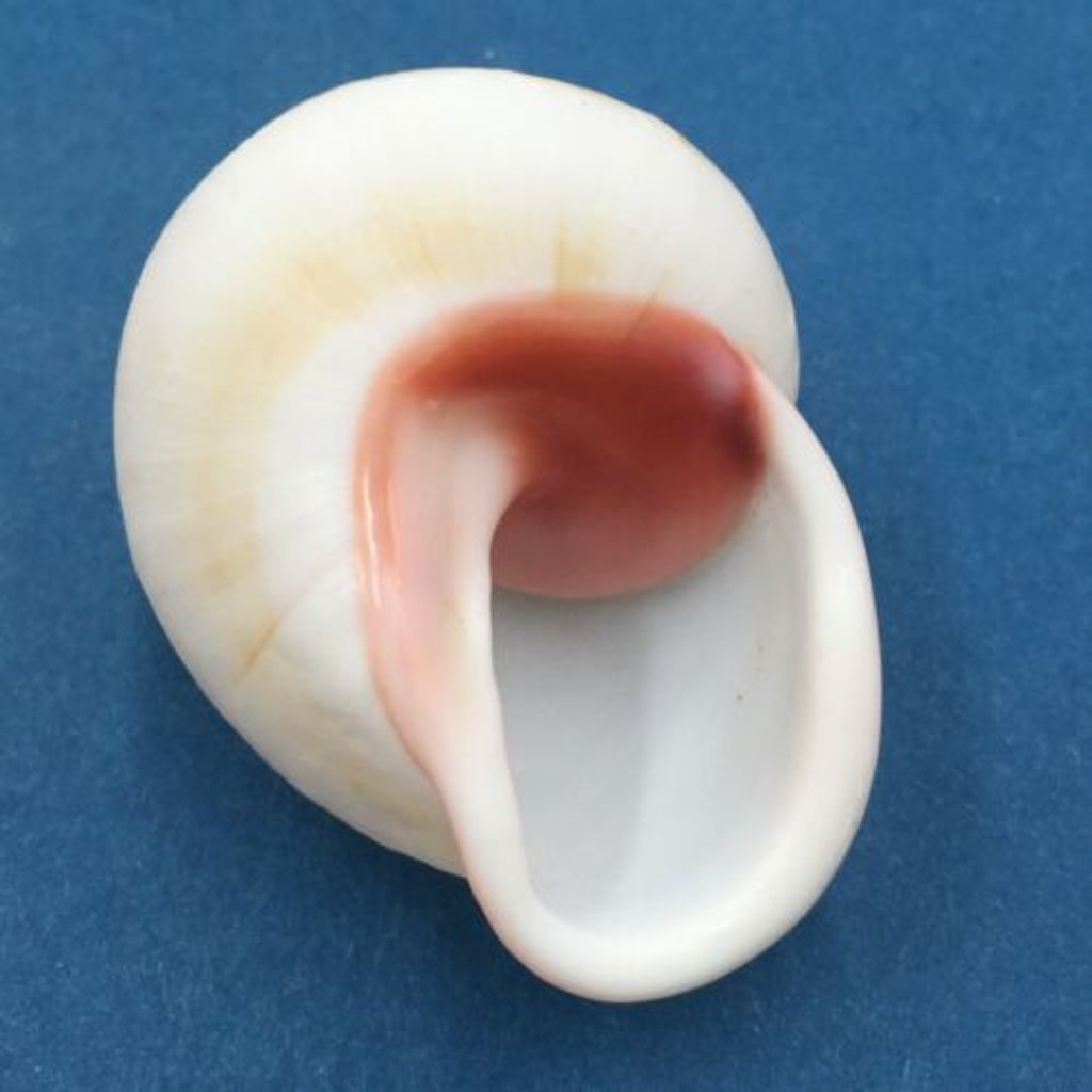 #27 Acavus haemastoma ALBINO 45.9mm Sri Lanka Acavidae Land Snail