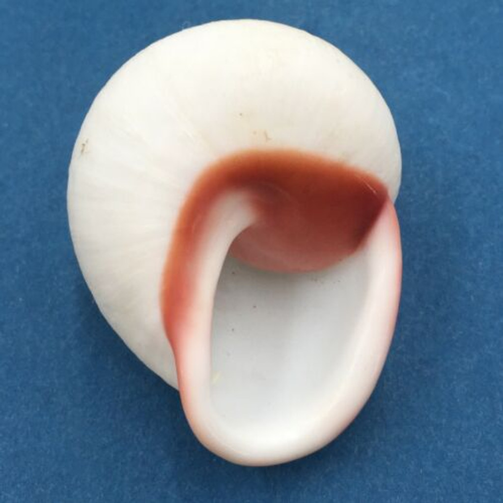 #7 Acavus haemastoma ALBINO 44.2mm Sri Lanka Acavidae Land Snail