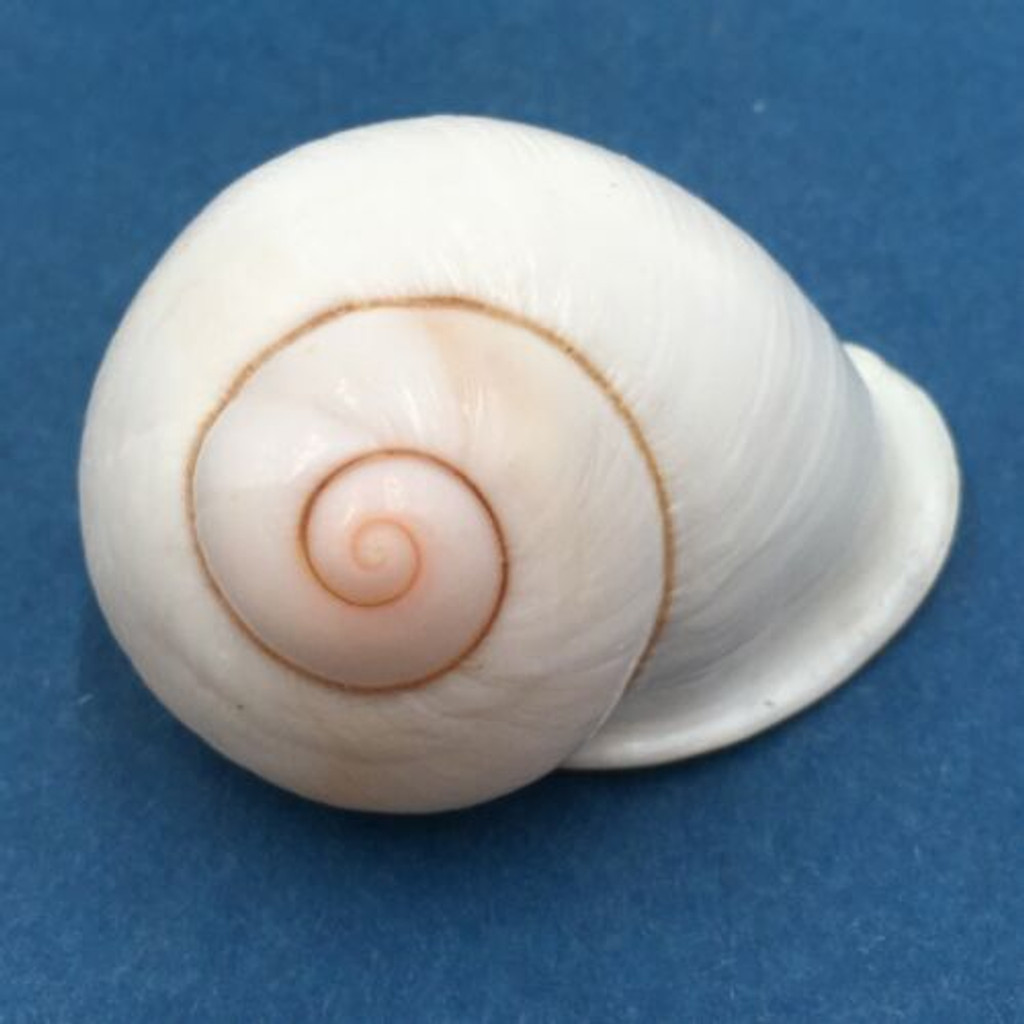 #9 Acavus haemastoma ALBINO 41mm Sri Lanka Acavidae Land Snail