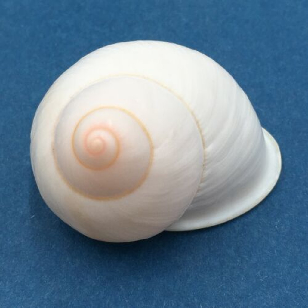 #36 Acavus haemastoma ALBINO 40.9mm Sri Lanka Acavidae Land Snail