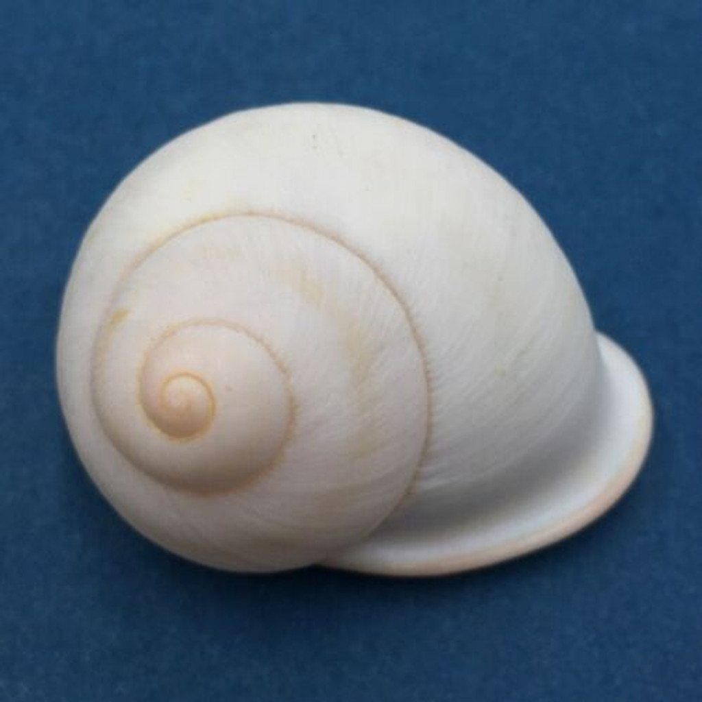 #42 Acavus haemastoma ALBINO 44.4mm Sri Lanka Acavidae Land Snail