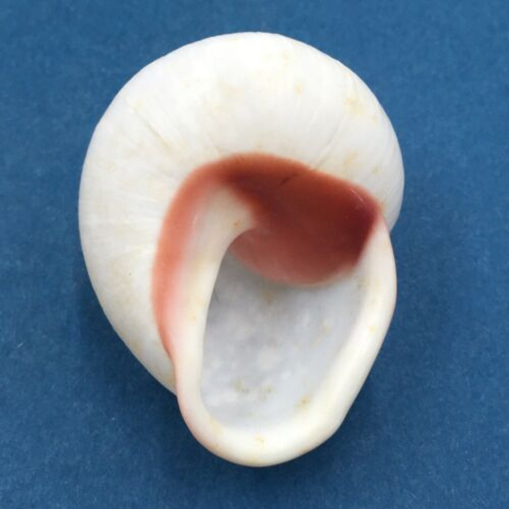 #52 Acavus haemastoma ALBINO 42.8mm Sri Lanka Acavidae Land Snail
