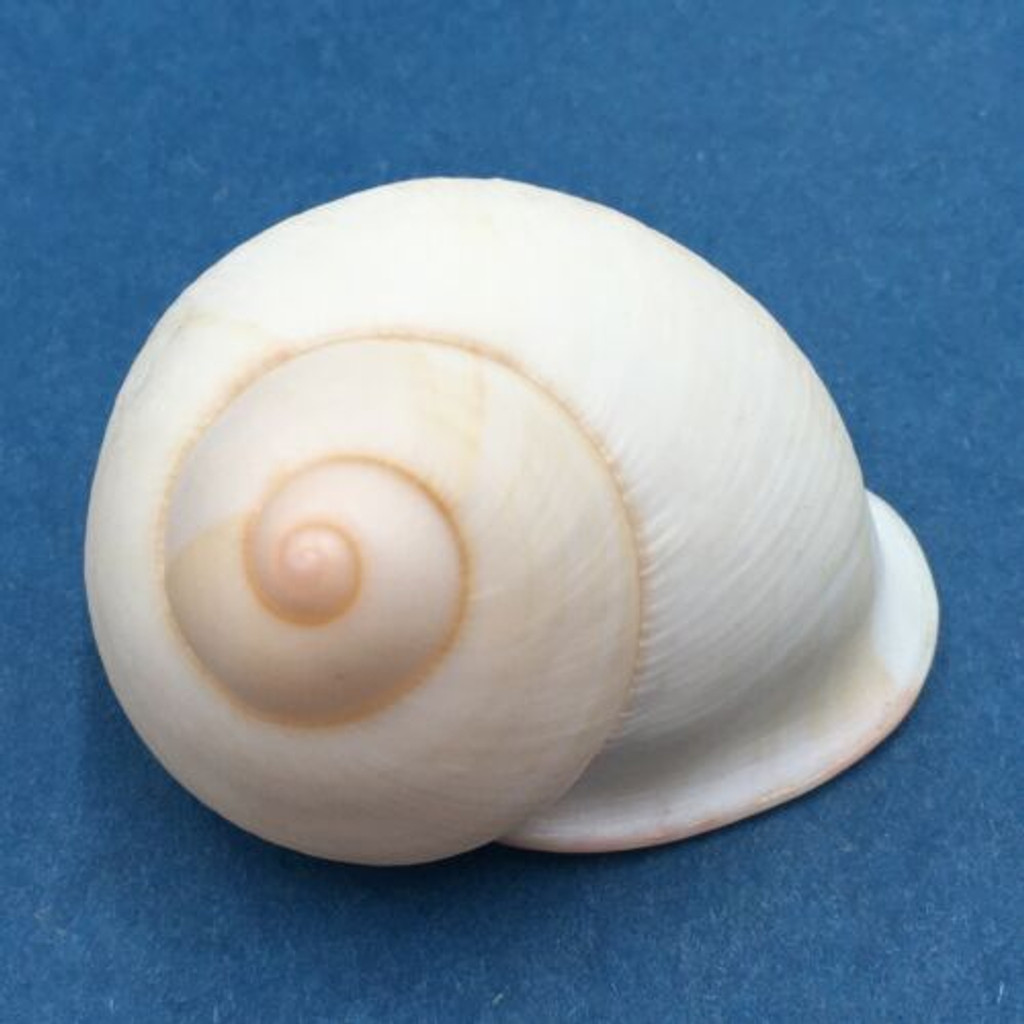 #31 Acavus haemastoma ALBINO 44.9mm Sri Lanka Acavidae Land Snail