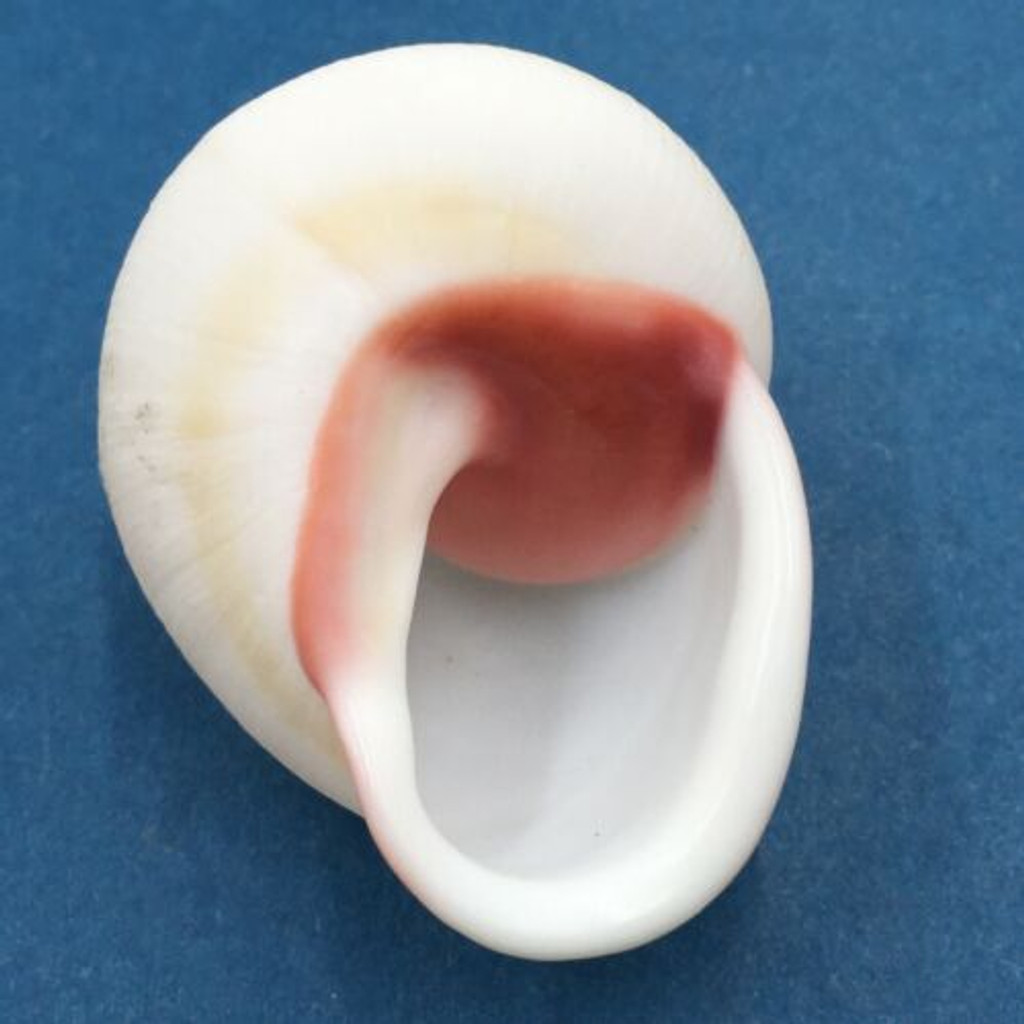 #31 Acavus haemastoma ALBINO 44.9mm Sri Lanka Acavidae Land Snail