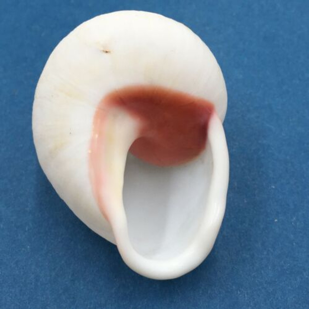 #33 Acavus haemastoma ALBINO 48.9mm Sri Lanka Acavidae Land Snail