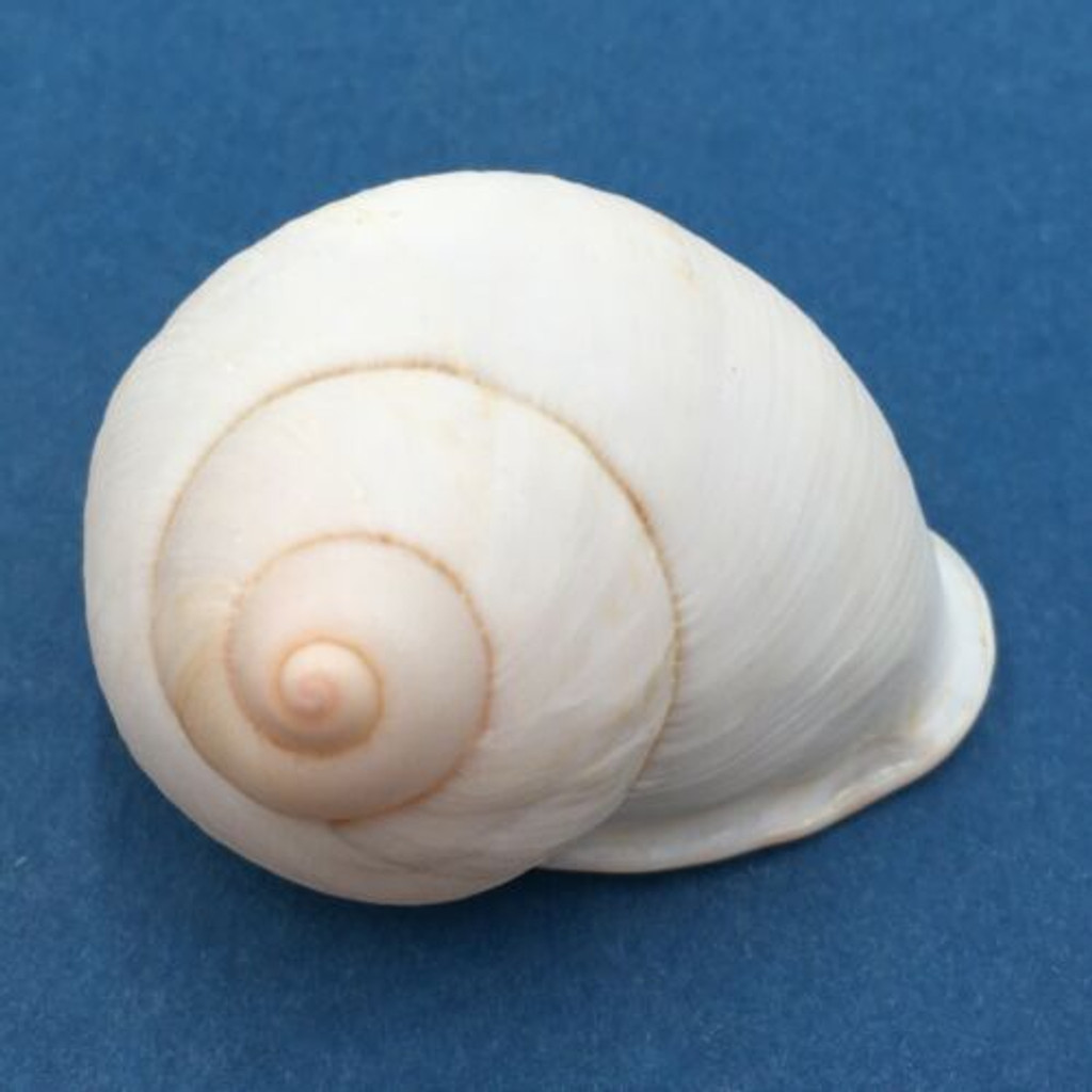 #33 Acavus haemastoma ALBINO 48.9mm Sri Lanka Acavidae Land Snail