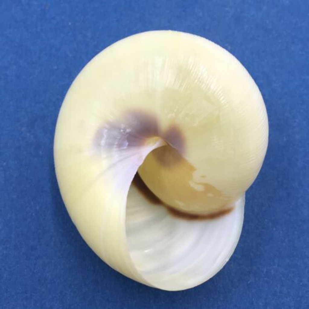 #2 Naninia banggaiensis 42.8mm In Trees, Banggai Island, Sulawesi, Indonesia