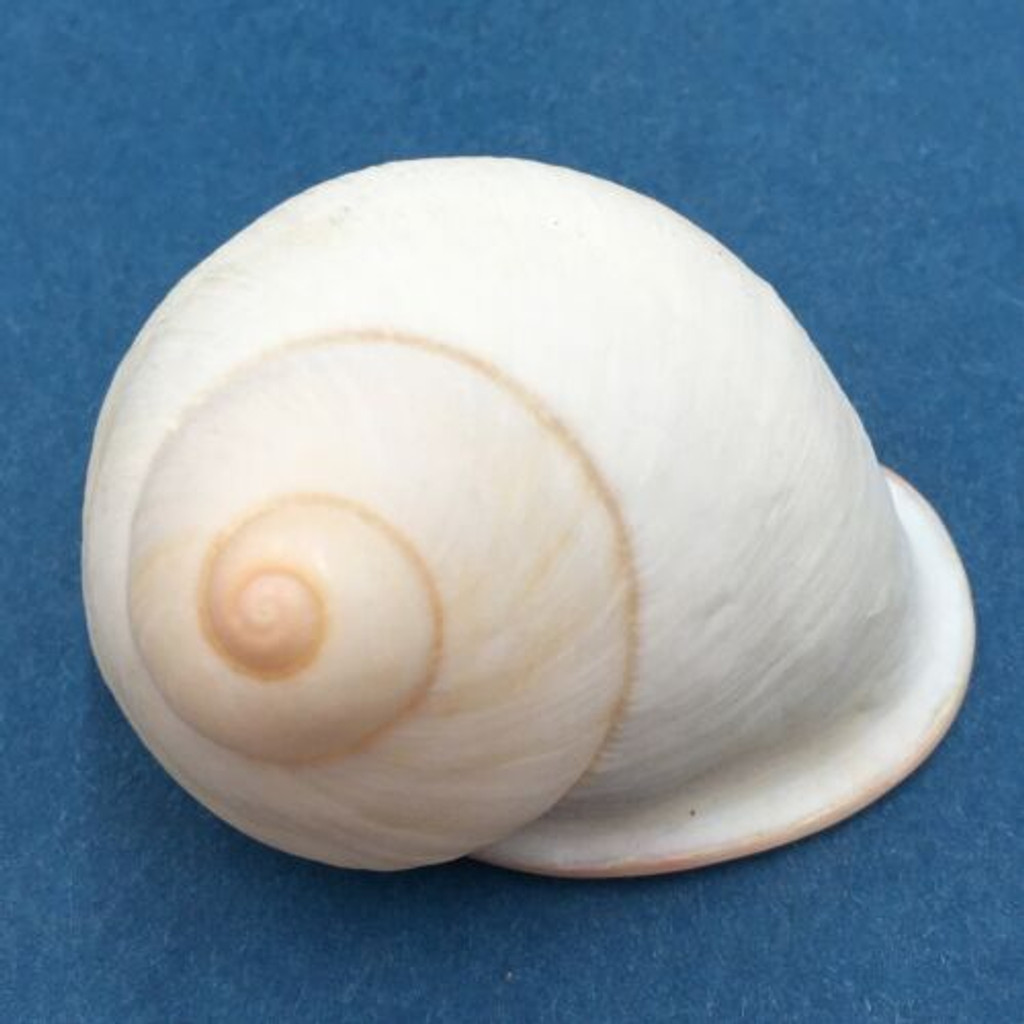 #62 Acavus haemastoma ALBINO 42.2mm Sri Lanka Acavidae Land Snail