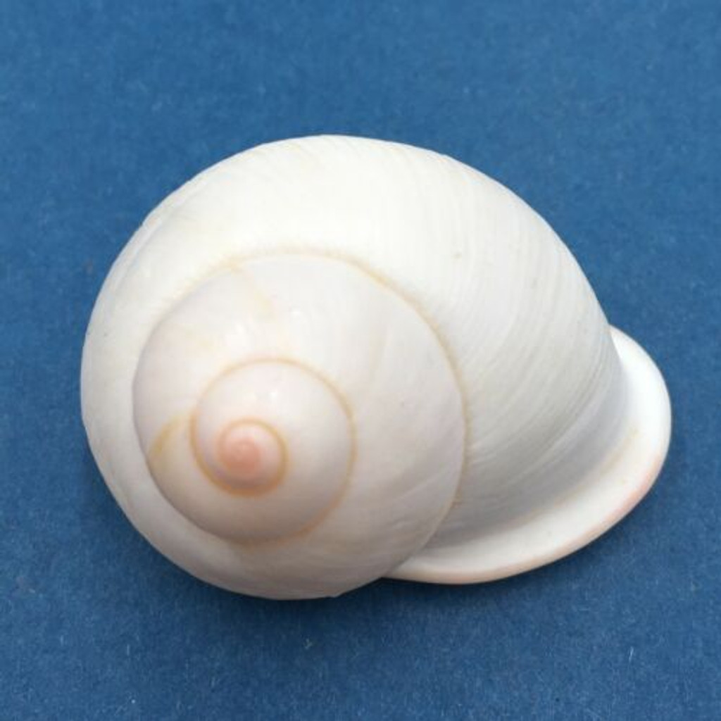 #64 Acavus haemastoma ALBINO 46.3mm Sri Lanka Acavidae Land Snail