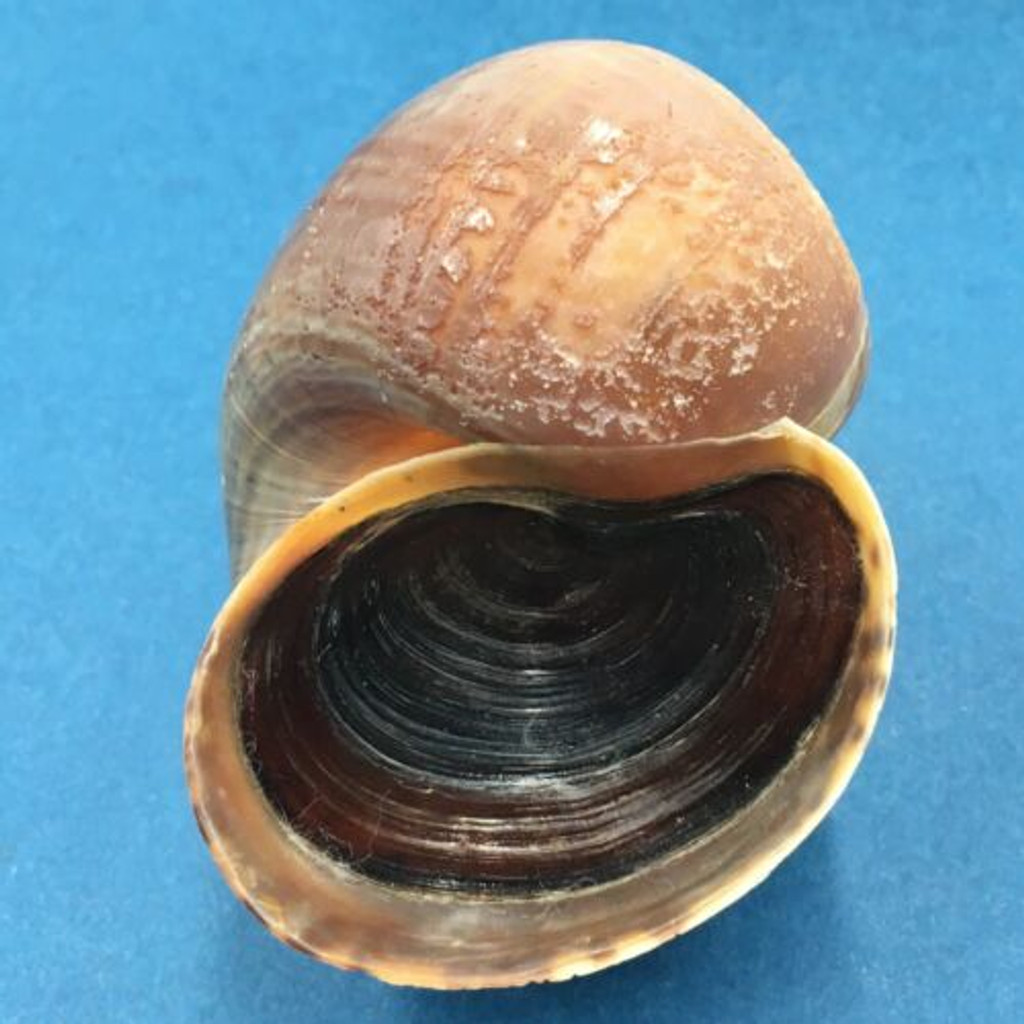 #3 Pomacea canaliculata 62.4mm W/O Lago Regatas, Argentina, 0-50m Ampullariidae