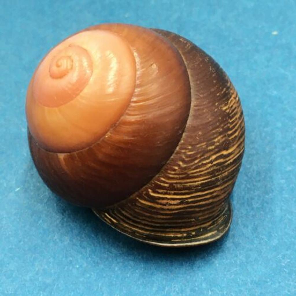 #6 Calocochlia bruguieriana 32.9mm Tablas Island, Philippines Camaenidae